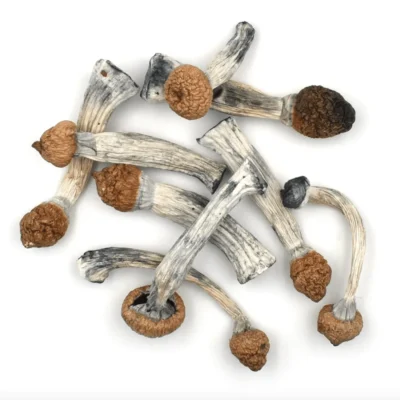 Dried penis envy mushrooms with thick pale stems